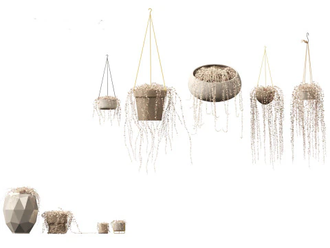 Ceropegia woodii - 甜心藤 3D 模型