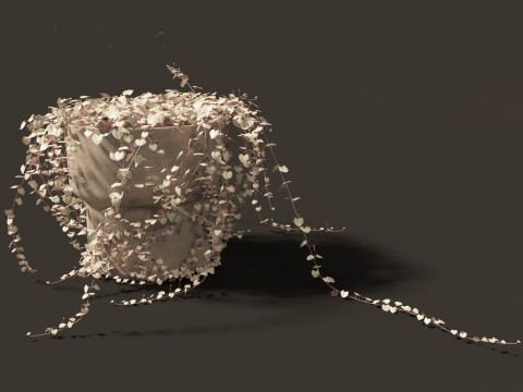 Ceropegia woodii - sweetheart vine Model 3D