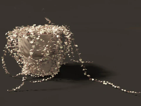 Ceropegia woodii - sweetheart vine 3D Model