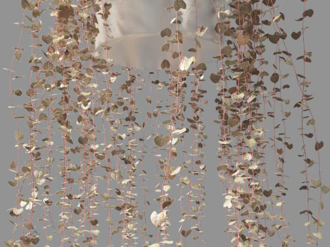 Ceropegia woodii - sweetheart vine 3D Model