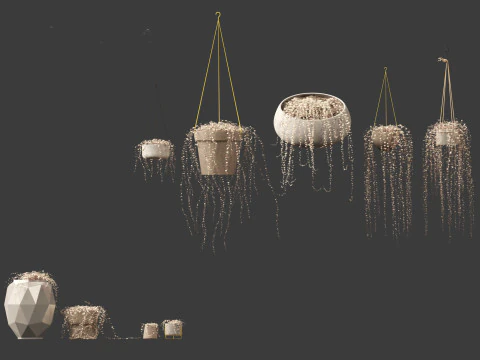 Ceropegia woodii - sweetheart vine 3D Model