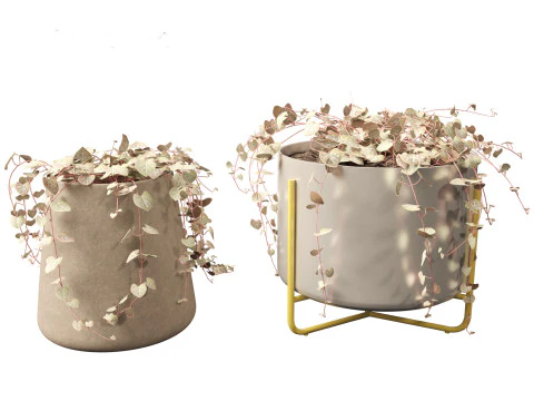 Ceropegia woodii - sweetheart vine 3D Model