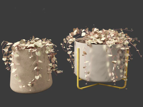 Ceropegia woodii - sweetheart vine 3D Model