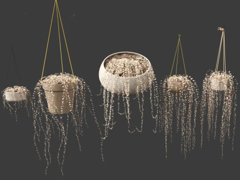 Ceropegia woodii - sweetheart vine 3D Model