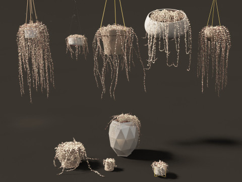 Ceropegia woodii - sweetheart vine Model 3D