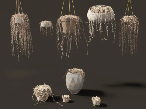 Ceropegia woodii - sweetheart vine 3D Model