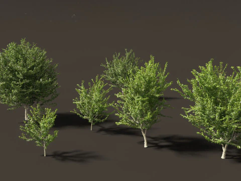 सेल्टिस ऑक्सीडेंटलिस - आम हैकबेरी 3D मॉडल