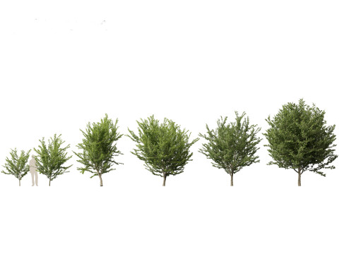 Celtis occidentalis - Common hackberry 3D Model