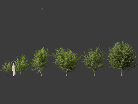 Celtis occidentalis - Common hackberry 3D Model