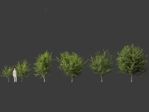 Celtis occidentalis - Common hackberry 3D Model
