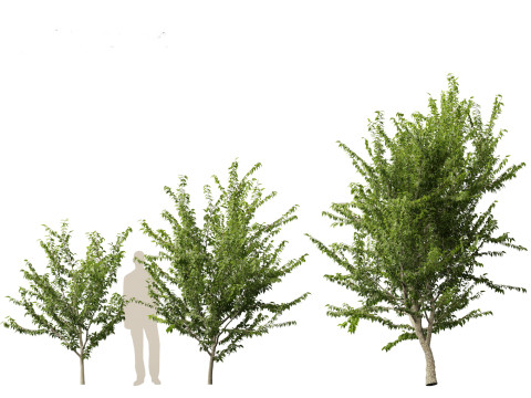 Celtis occidentalis - Common hackberry 3D Model