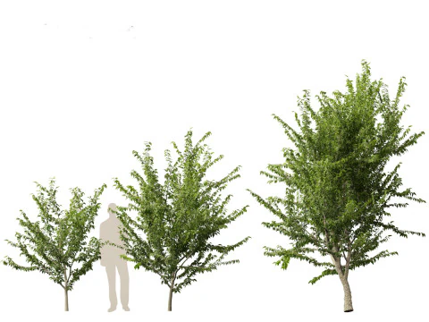 Celtis occidentalis - Common hackberry 3D Model