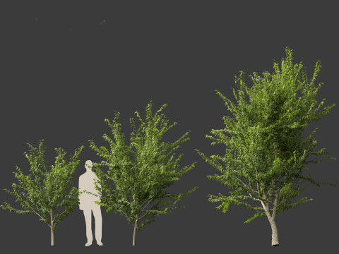 Celtis occidentalis - Common hackberry 3D Model