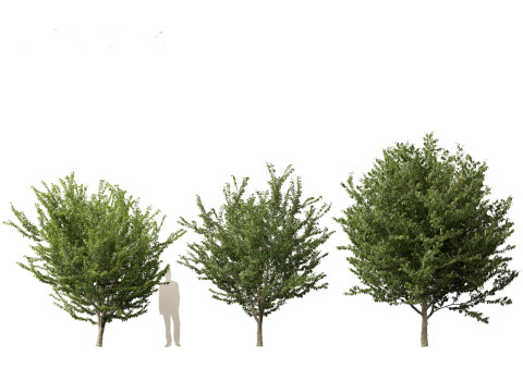 Celtis occidentalis - Common hackberry 3D Model