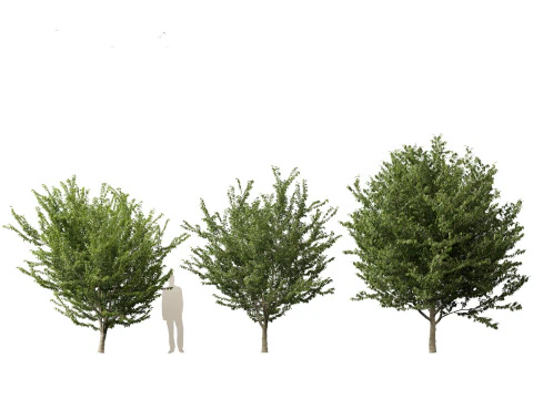 Celtis occidentalis - Common hackberry 3D Model