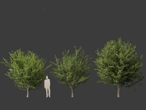 Celtis occidentalis - Common hackberry 3D Model