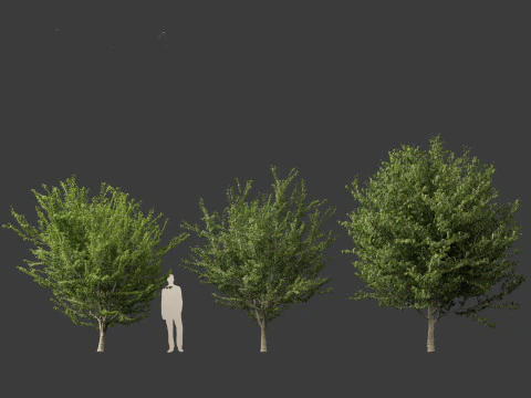 Celtis occidentalis - Common hackberry 3D Model