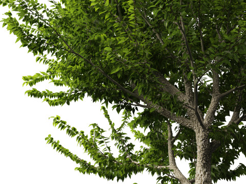 Celtis occidentalis - Common hackberry 3D Model