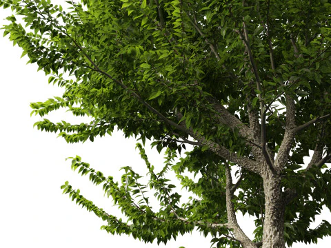 Celtis occidentalis - Common hackberry 3D Model