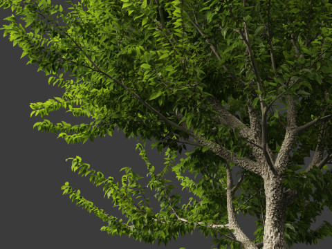 Celtis occidentalis - Common hackberry 3D Model