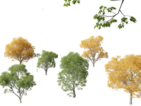 Celtis australis - Ortica europea Modello 3D