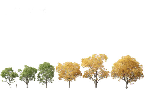 Celtis australis - European nettle tree Modelo 3D