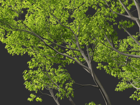 Celtis australis - European nettle tree Modelo 3D