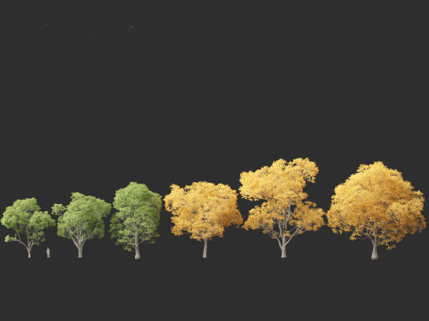 Celtis australis - European nettle tree Modelo 3D