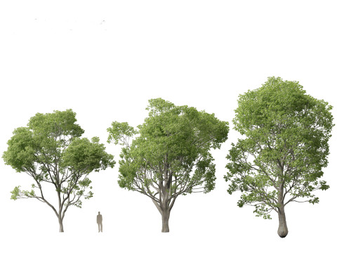 Celtis australis - European nettle tree Modelo 3D