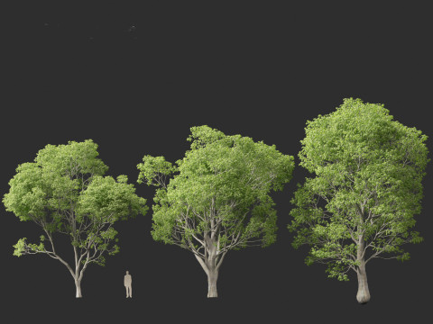 Celtis australis - European nettle tree Modelo 3D