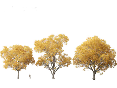 Celtis australis - European nettle tree Modelo 3D