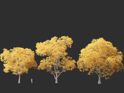 Celtis australis - European nettle tree Modelo 3D