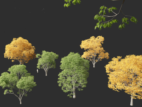 Celtis australis - European nettle tree Modelo 3D