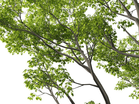 Celtis australis - European nettle tree Modelo 3D