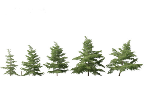 Cedrus deodara - deodar cedar 02 3D Model