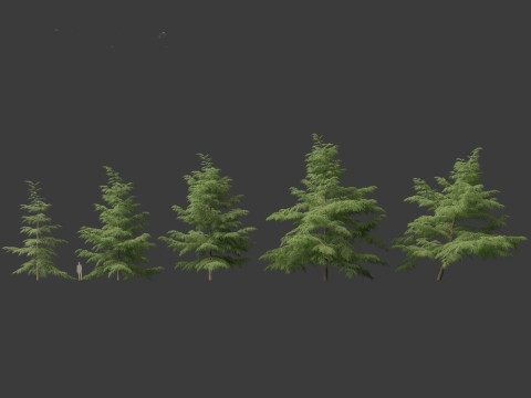 Cedrus deodara - deodar cedar 02 Modelo 3D