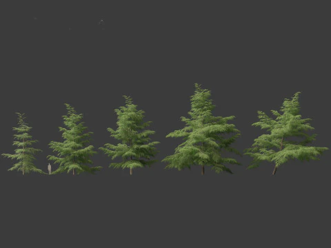 Cedrus deodara - deodar cedar 02 3D Model