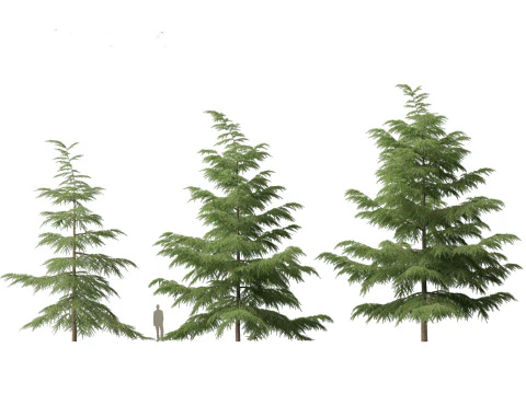 Cedrus deodara - deodar cedar 02 3D Model