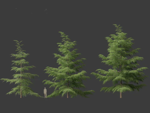 Cedrus deodara - deodar cedar 02 3D Model
