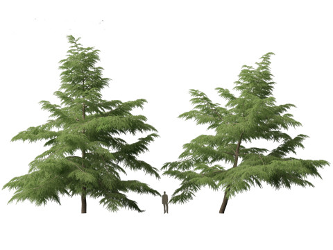 Cedrus deodara - deodar cedar 02 Modelo 3D