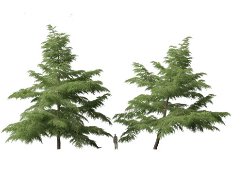 Cedrus deodara - deodar cedar 02 3D Model