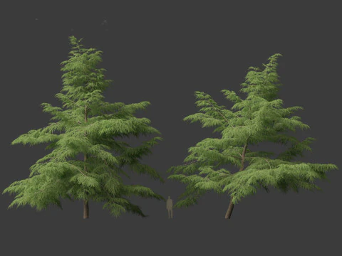 Cedrus deodara - deodar cedar 02 3D Model