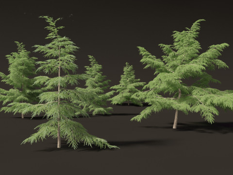 Cedrus deodara - deodar cedar 02 Modelo 3D