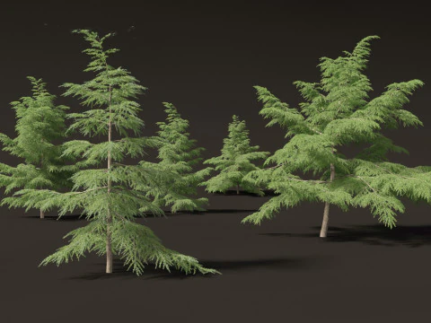 Cedrus deodara - deodar cedar 02 3D Model