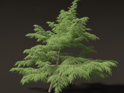 Cedrus deodara - deodar cedar 02 Modelo 3D