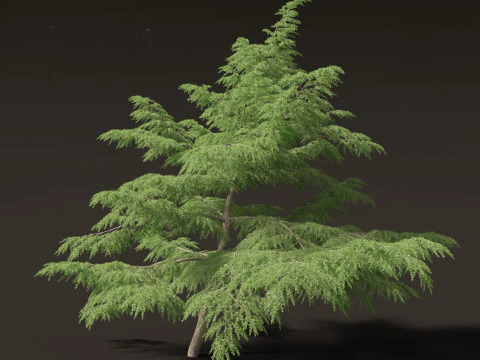 Cedrus deodara - deodar cedar 02 3D Model