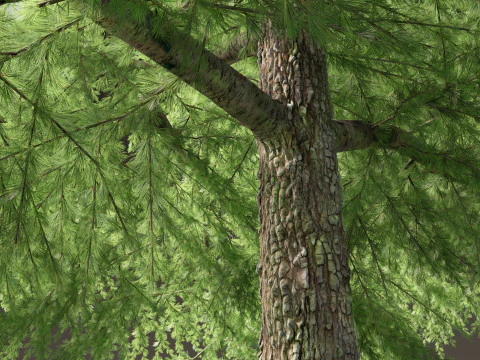 Cedrus deodara - deodar cedar 02 3D Model