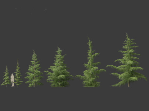 Cedrus deodara - deodar cedar 01 3D 模型