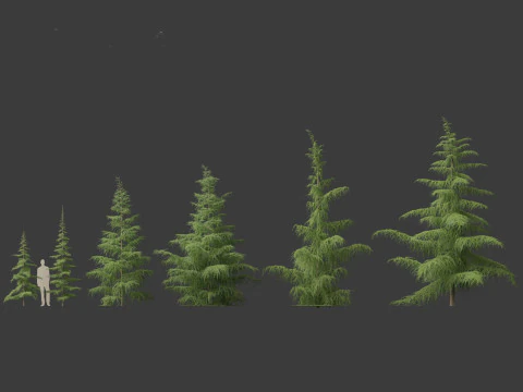 Cedrus deodara - deodar cedar 01 3D Model