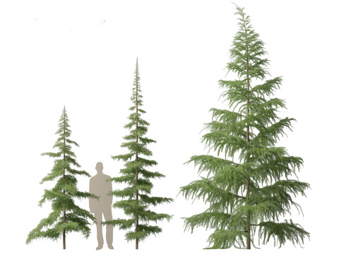 Cedrus deodara - deodar cedar 01 3D 模型